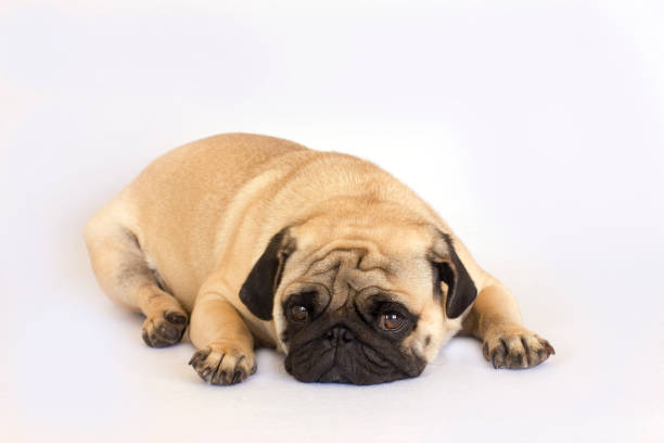 istock The lying pug is yawning. White background. 857768748