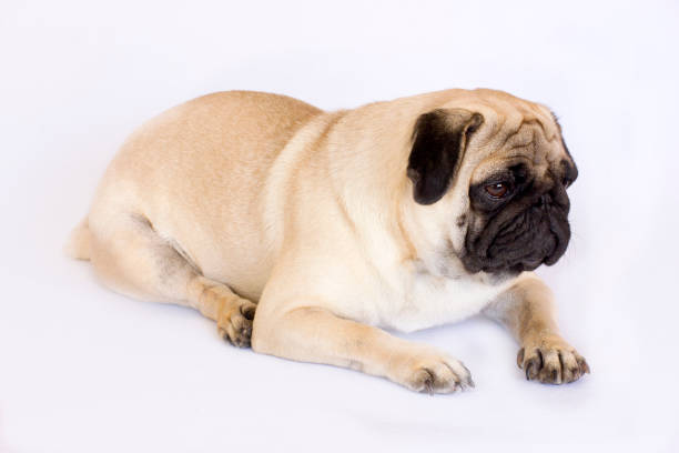 istock The lying pug is yawning. White background. 857768814