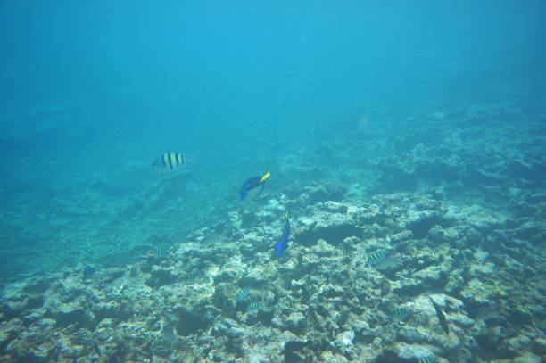 A pair of Palette Surgeonfish swimming over the reef A pair of Palette Surgeonfish swimming over the reef abudefduf vaigiensis stock pictures, royalty-free photos & images