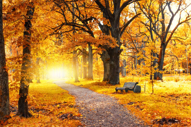 istock Old wooden bench in the autumn park 857769118