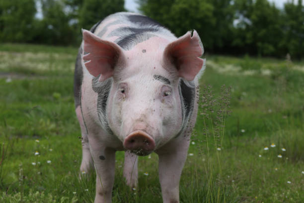 istock Head of a domestic pig on pasture 857769130