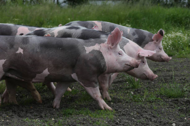 istock Young pietrian breed pigs on natural environment 857769154