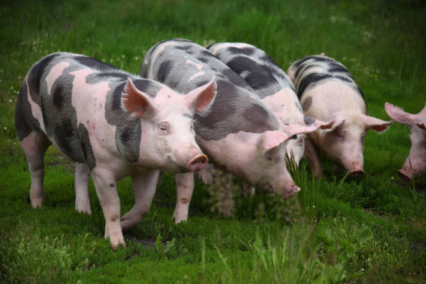 istock Group of domestic young pigs summer pasture 857769218