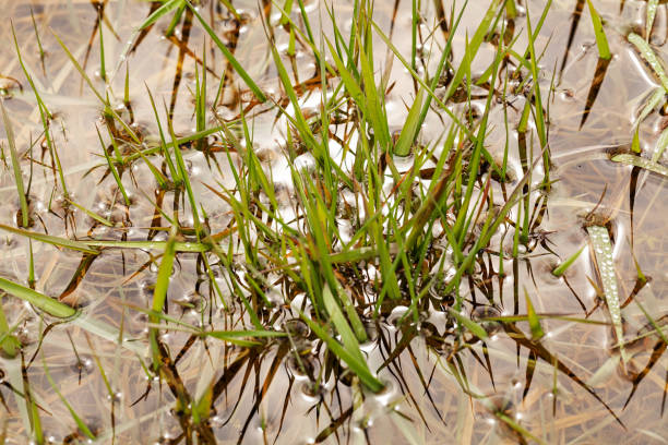 green grass  in water - 11193 imagens e fotografias de stock