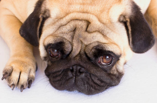 istock The lying pug is yawning. White background. 857771494