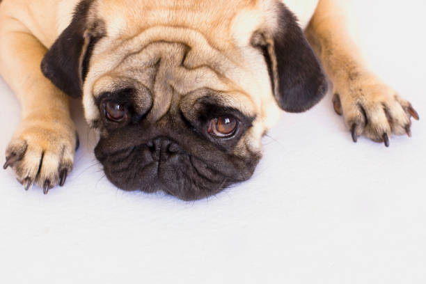 istock The lying pug is yawning. White background. 857771498