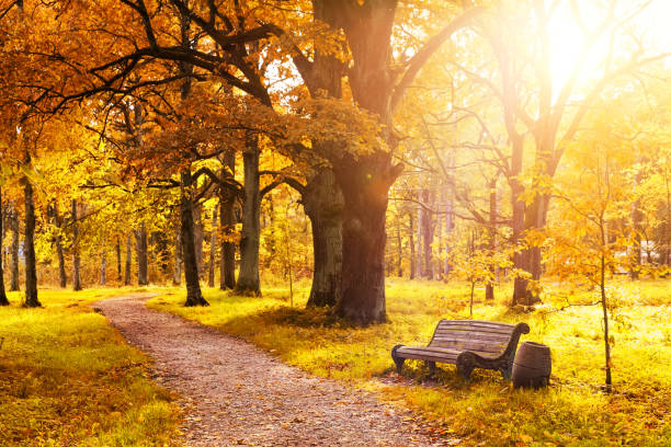 istock Old wooden bench in the autumn park 857773628