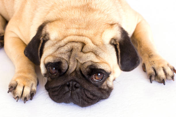 istock The lying pug is yawning. White background. 857774262