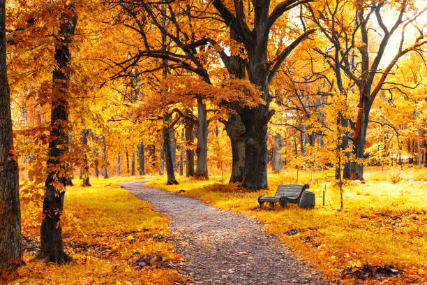 istock Old wooden bench in the autumn park 857774852