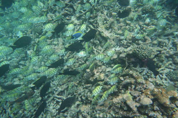 istock Many surgeonfish eating in one place 857775206