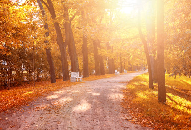 istock Beautiful autumn forest in park 857778088