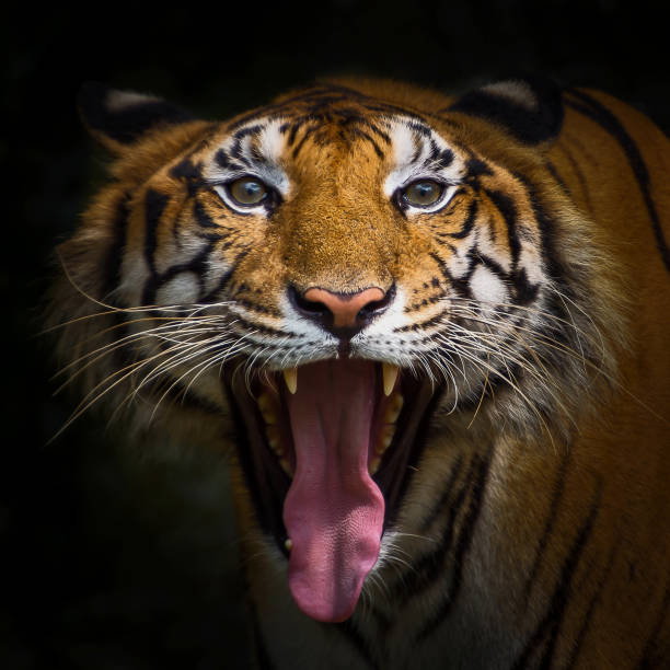 istock Tigers open wide mouth until long tongue. 857778770