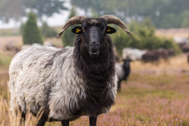 istock head of a moorland sheep 857778978