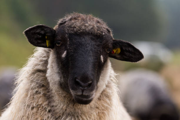istock head of a moorland sheep 857779266