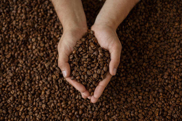mani dell'uomo tenendo chicchi di caffè - coffee crop bean seed directly above foto e immagini stock