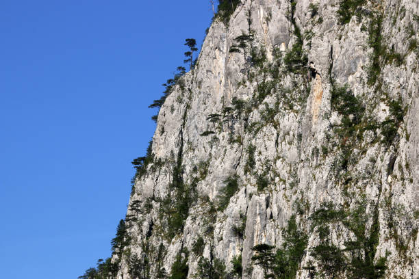 istock trees on rock Tara mountain Serbia landscape 857782840