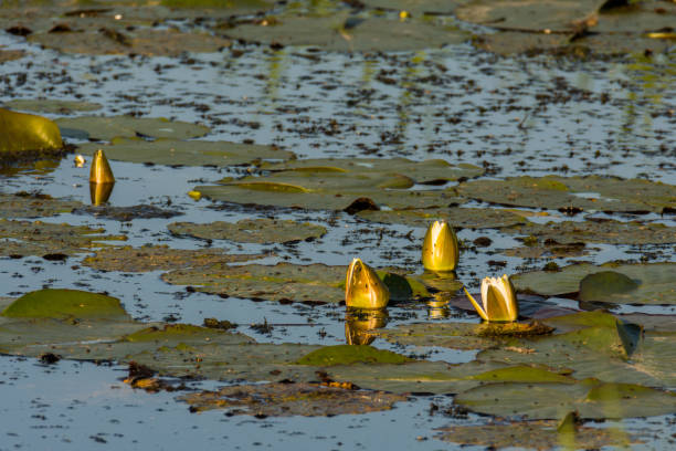 istock bud of water lily 857782878