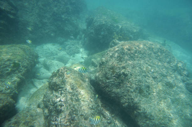 istock Indopacific seargent fish with granite rocks 857782994