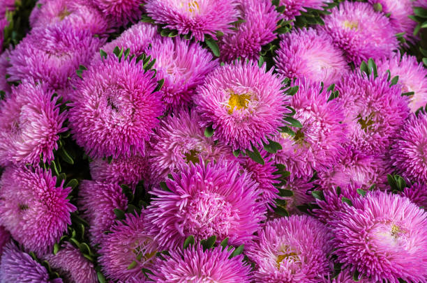 istock Frilly pink asters in the summer garden. 857783002