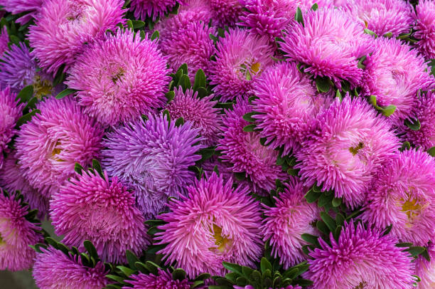 istock Frilly pink asters in the summer garden. 857783004