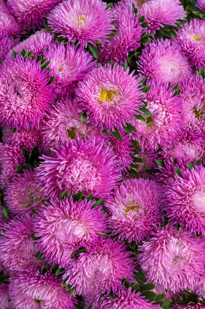 istock Frilly pink asters in the summer garden. 857783046