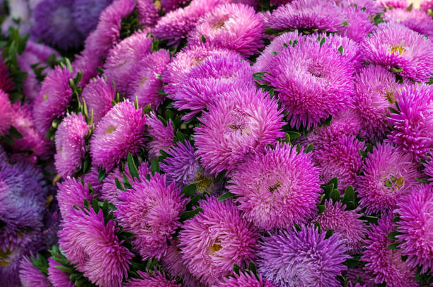 istock Frilly pink asters in the summer garden. 857783148