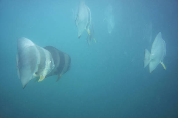Batfish swarm in the ocean Batfish swarm in the ocean longfin spadefish stock pictures, royalty-free photos & images
