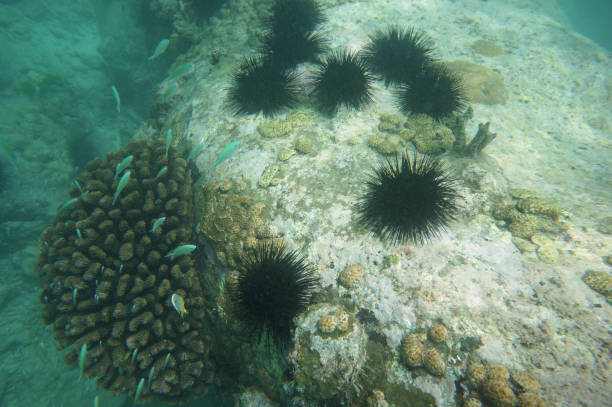 Reef life around Seychelles Granite Rocks
