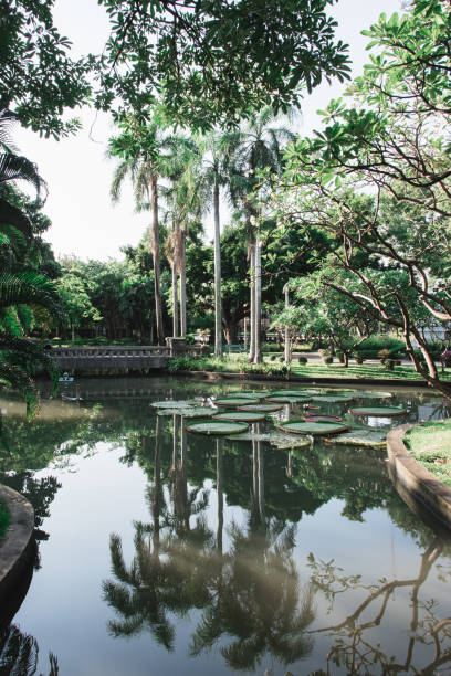 istock Palm Trees Reflecting on Water in Park 857784186