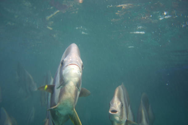 istock Swarm of batfish looking into the camera 857785636