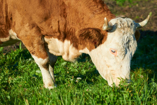 istock Dairy cow at summer sunset green field 857786212