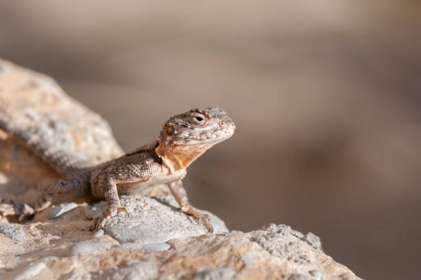 istock portrait of starred agama lizard sunbathing 857789920