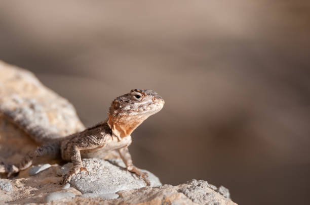 istock portrait of starred agama lizard sunbathing 857790078