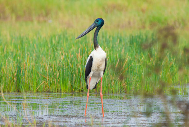 istock Far North Queensland Birds 857793236