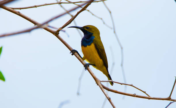 istock Far North Queensland Birds 857793348