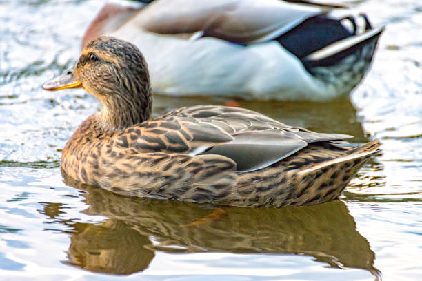 istock Female duck swimming comfortably on the river 857793736