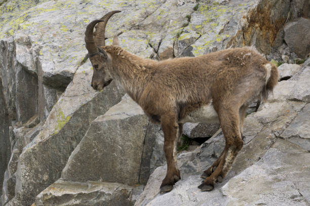 istock Ibex on a rock. French Alps. 857794696