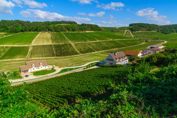 istock Countryside and vineyards in Chablis area 857795410