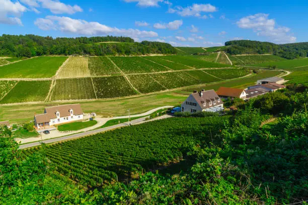 View of countryside and vineyards in Chablis area, Burgundy, France