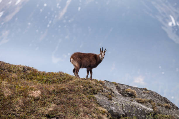 istock Chamois in High Tatras National Park 857795554
