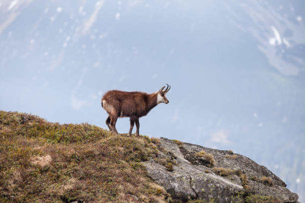 istock Chamois in High Tatras National Park 857795622