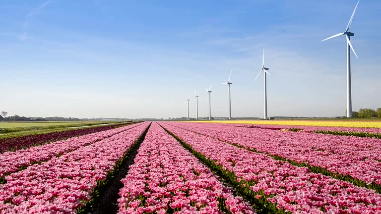 Big Dutch colorful tulip fields with wind turbines