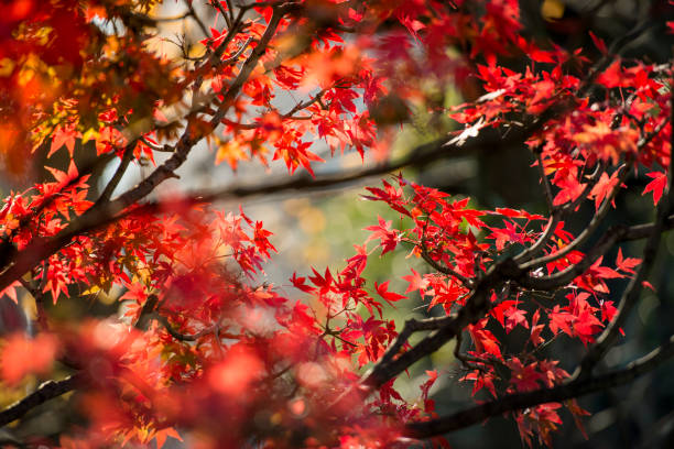 istock background texture of autumn leaf in Japan. 857797956