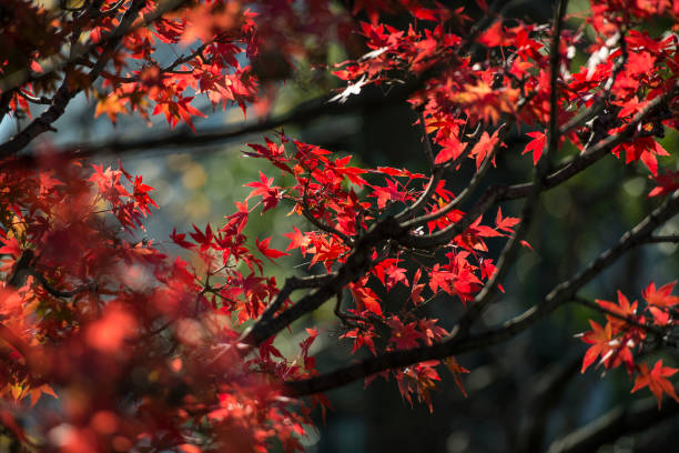 istock background texture of autumn leaf in Japan. 857798008