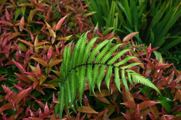 istock Beautiful fern green leaves background. 857798542