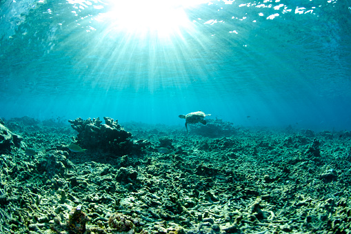 lone turtle swims barren coral reef damaged by coral bleaching caused by global warming