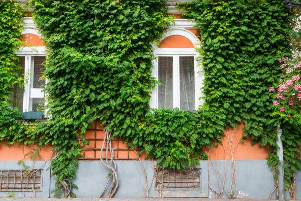 istock Old wooden window overgrown with ivy 857798668