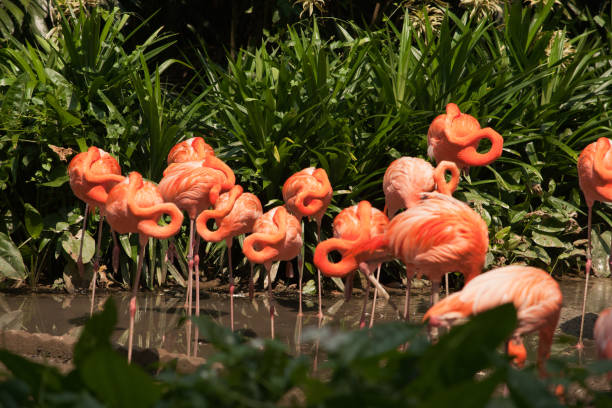 istock Pink flamingos sleeping on the riverside. 857798724