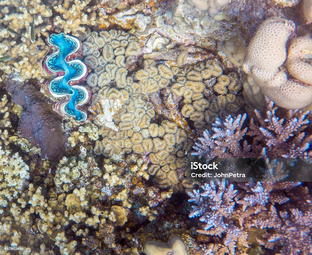 Red Sea Maxima clam and colorful coral A Red Sea Maxima clam among colorful coral in the Red Sea. Coral - Cnidarian Stock Photo