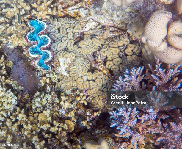 Red Sea Maxima Clam And Colorful Coral Stock Photo - Download Image Now - Coral - Cnidarian, Saudi Arabia, Small Giant Clam